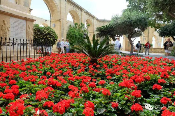 看看这只马耳他猫的表情,它好像错过了几个亿