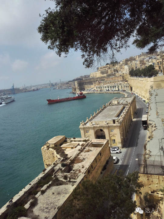 看看这只马耳他猫的表情,它好像错过了几个亿