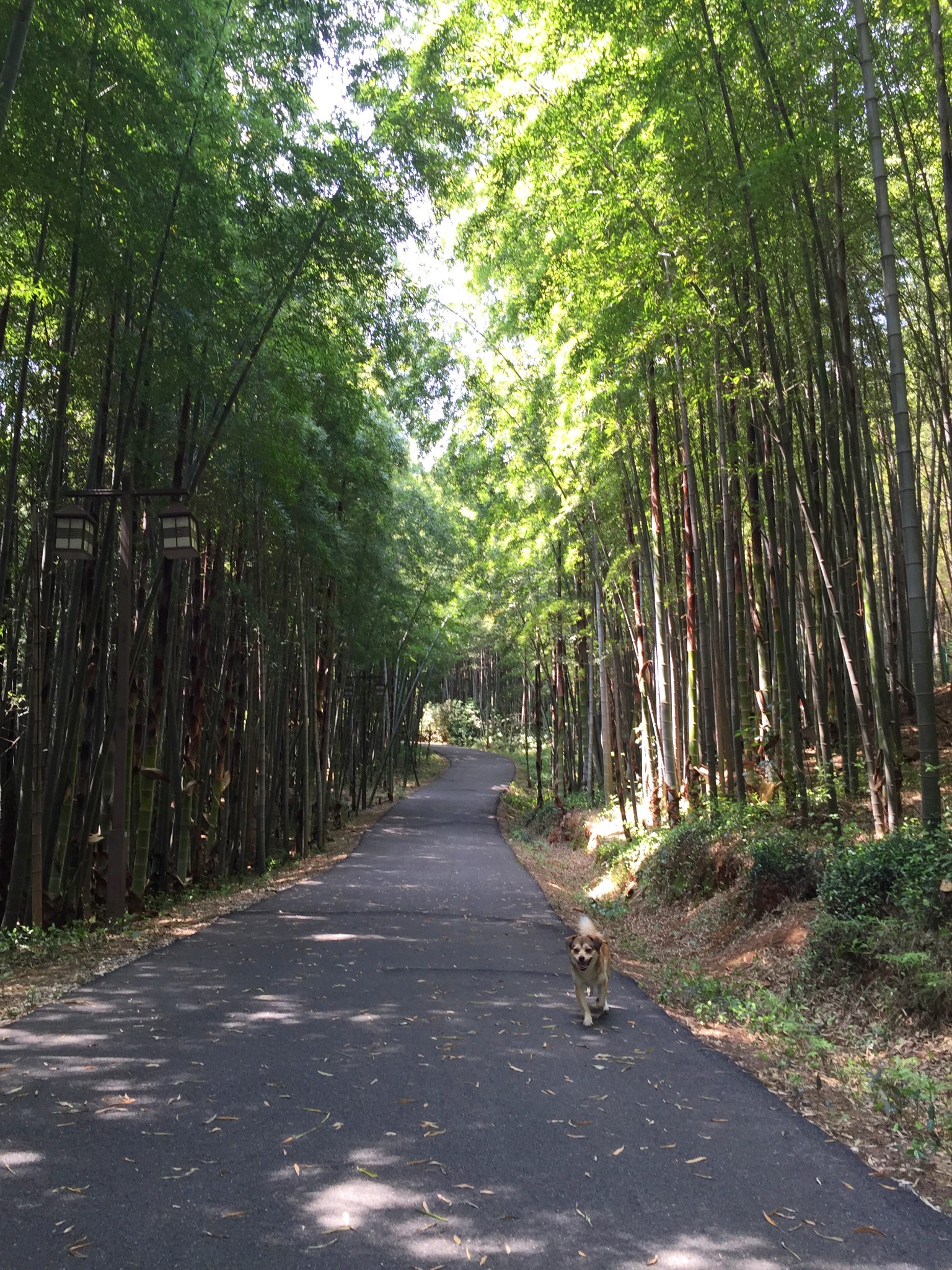 旺山竹林步行道        