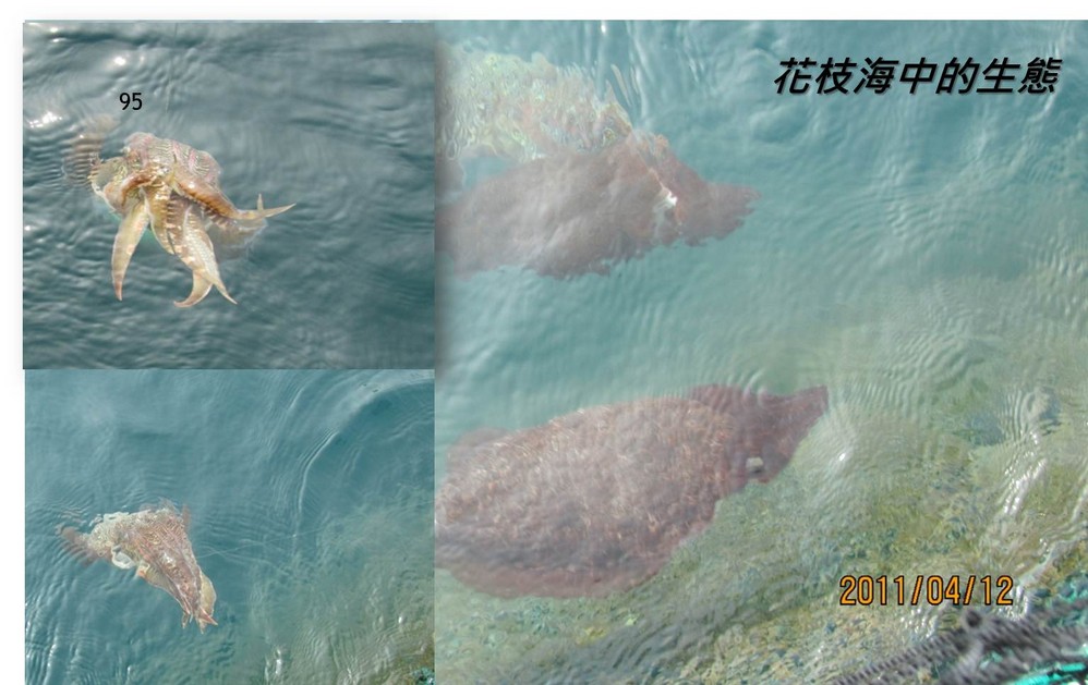 海鸥彩云飞简谱_海鸥飞处彩云飞(2)