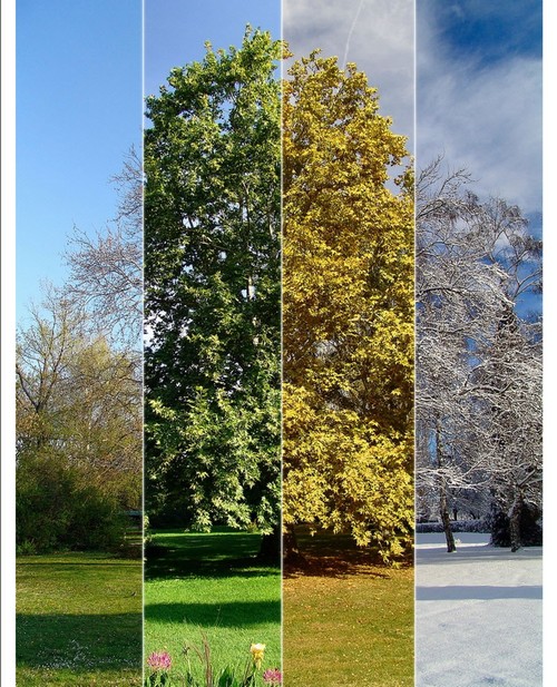 一幅图领略四季的变换