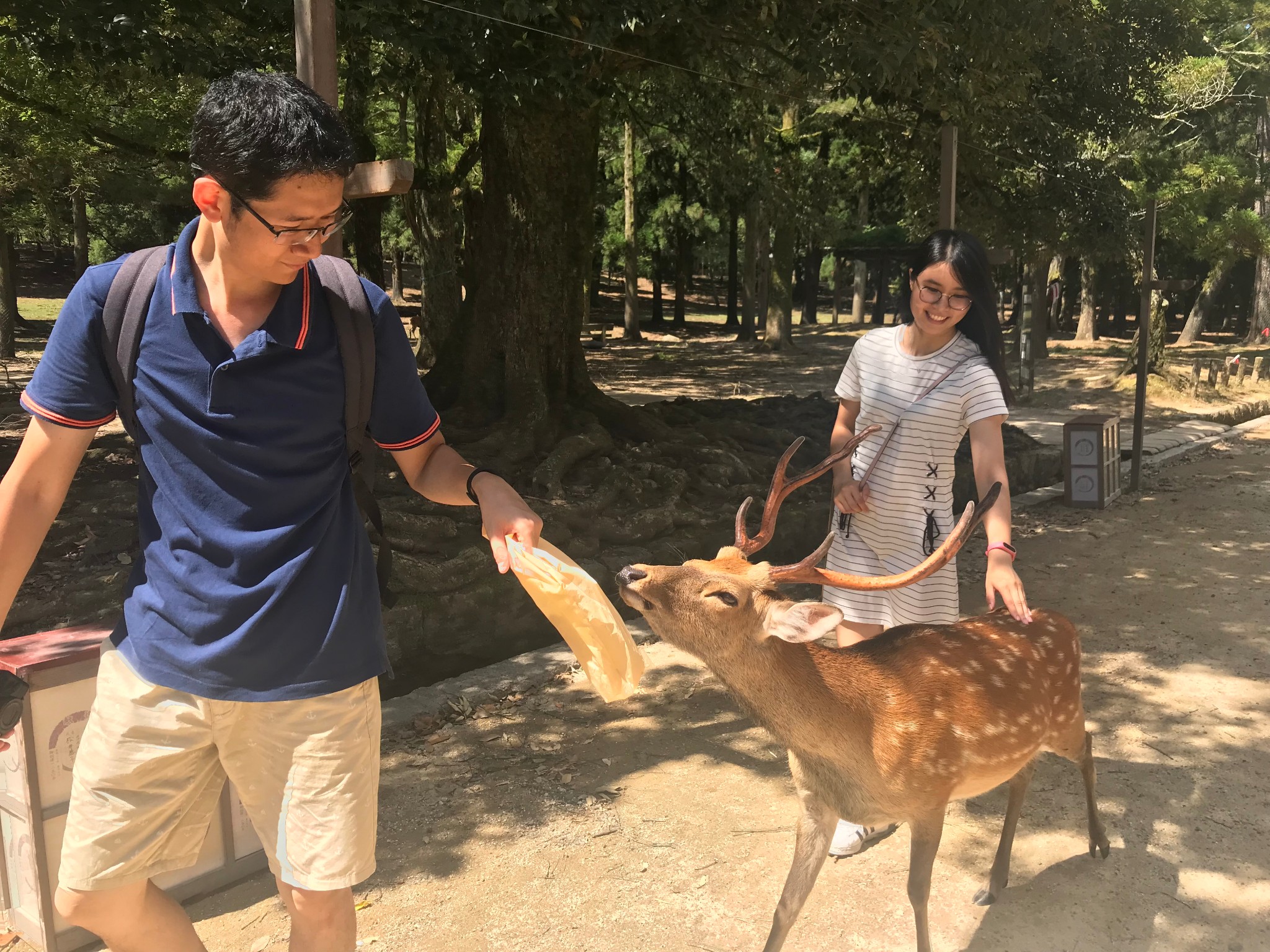 【暴走日本11天の逐鹿奈良】感受朴素小城的小鹿乱撞