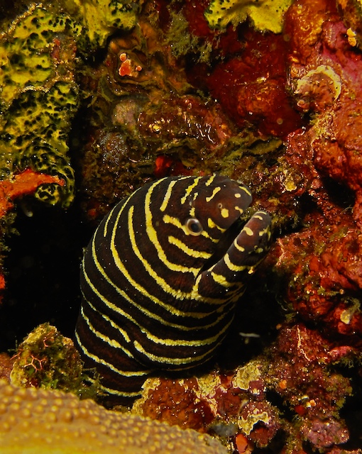 其中,身材最大的叫giant moray eel,成年giant moray eel的身體有蘭州