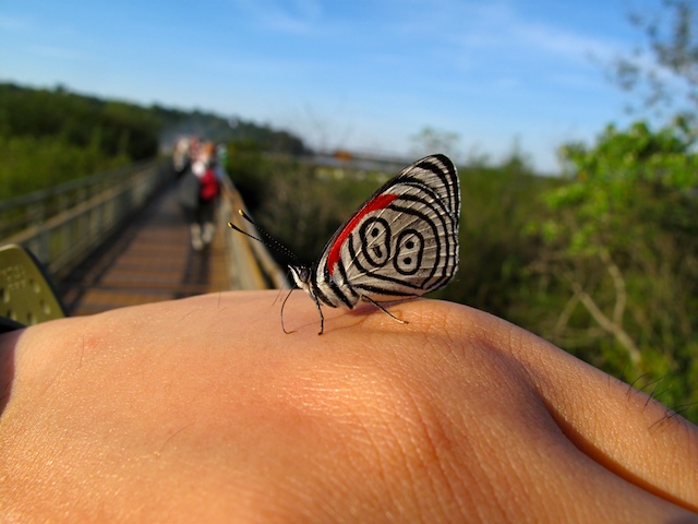 这种蝴蝶的翅膀上有非常清晰的88字样,我称它为幸运发财蝶.