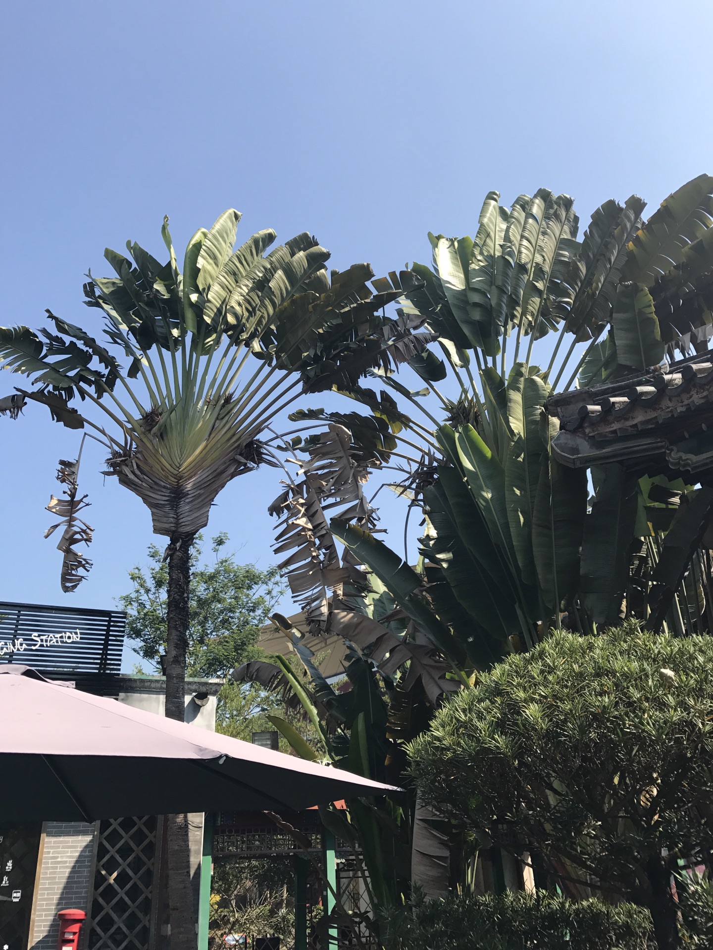 广州珠海深圳香港澳门九天自由行