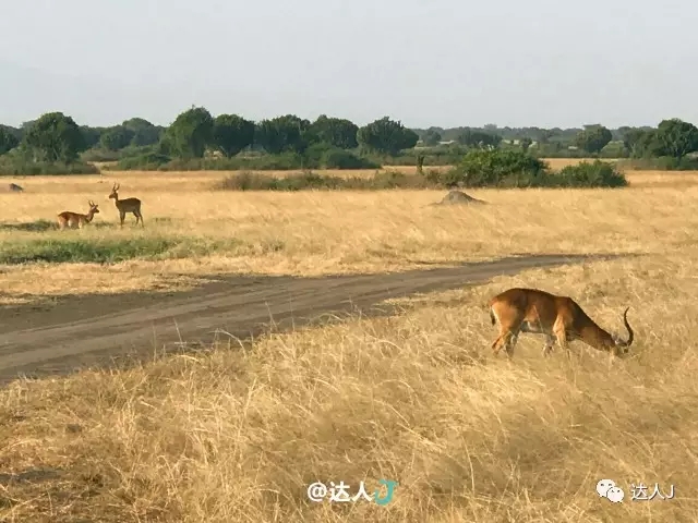 烏干達自助遊攻略