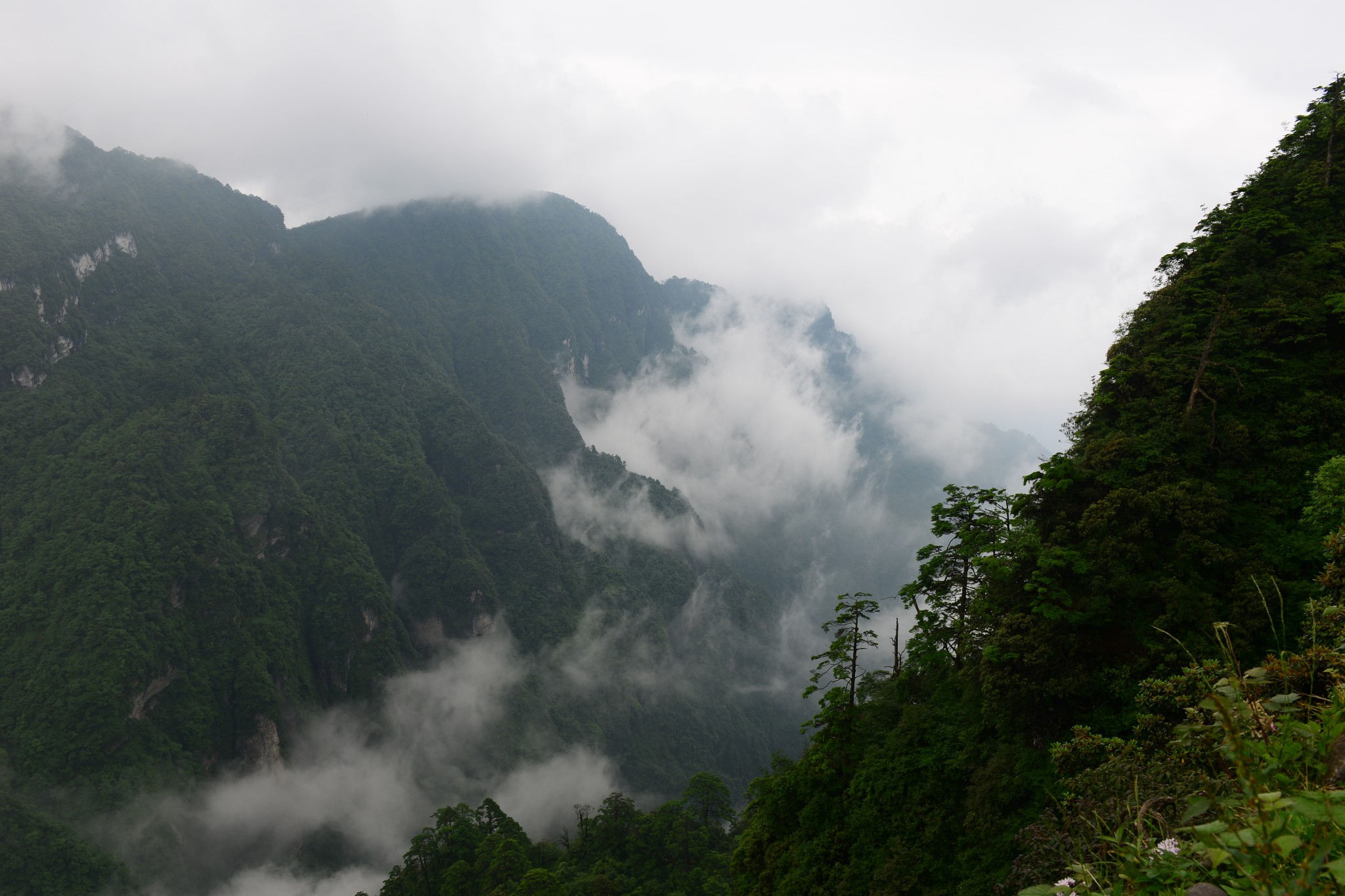 四川篇 體弱老人遊峨眉山.