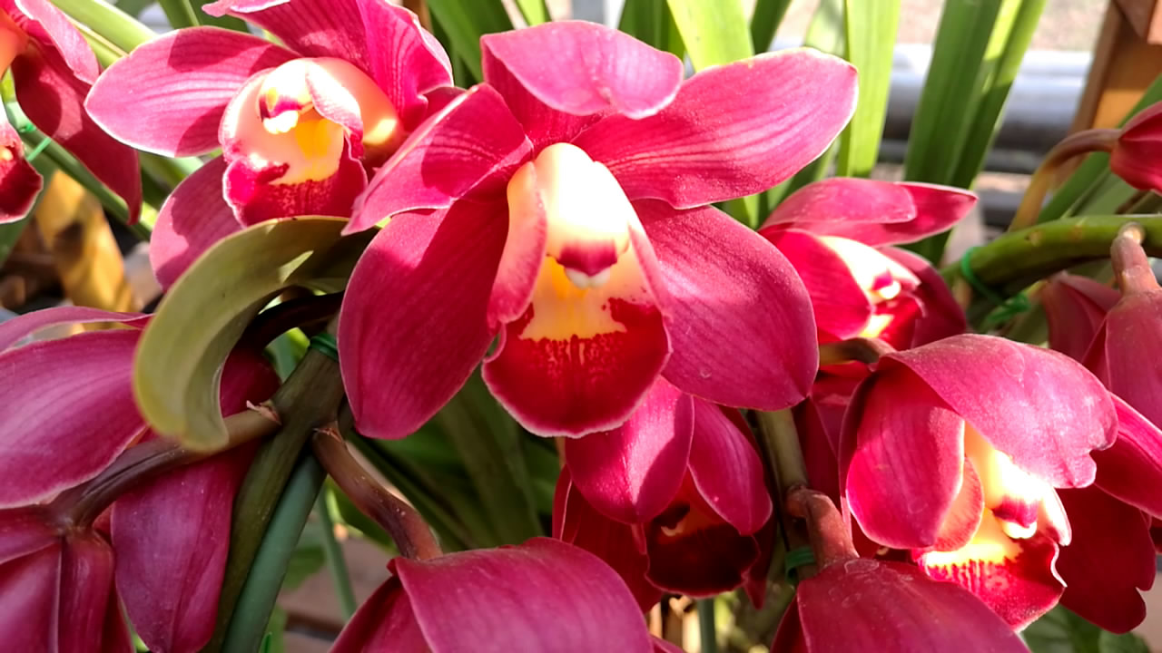 南京八卦洲虹彩园艺中心红杜鹃农业生态园