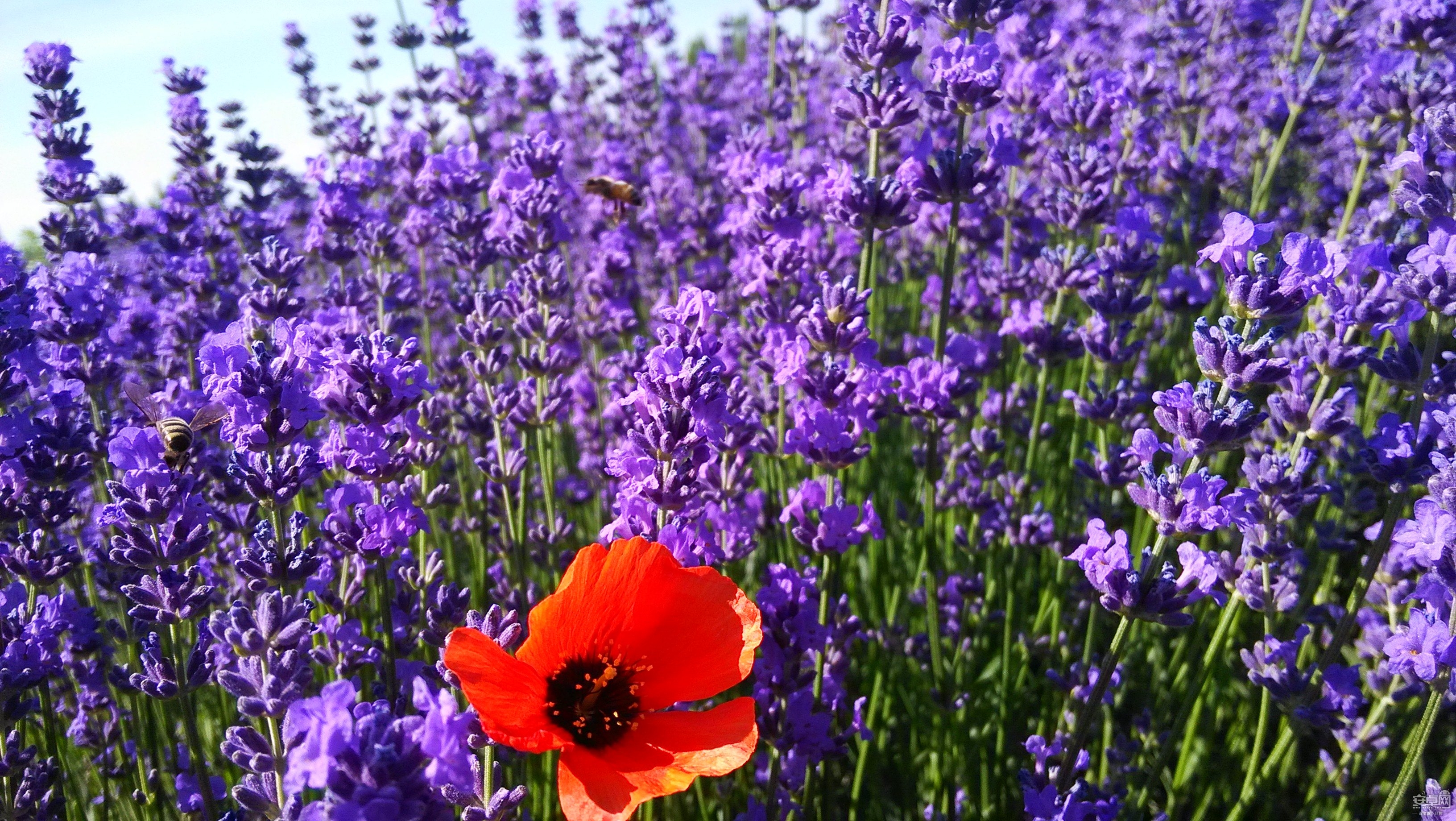 东方普罗旺斯薰衣草庄园门票(银色/紫色/金色/绿色/红色层次分明)