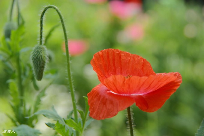 遨翔在花海 花痴游记第一部草本植物 5 遨翔在花海 花痴游记第一部草本植物 5