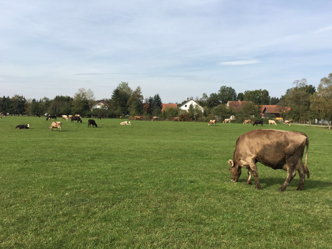 捷克、奥地利、德国自由行-签证攻略、货币、
