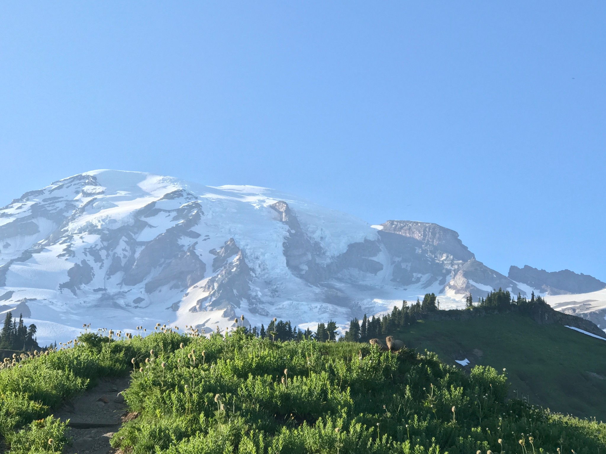 【西雅图雷尼尔雪山】夏日rainier—适合一家人的徒步旅行