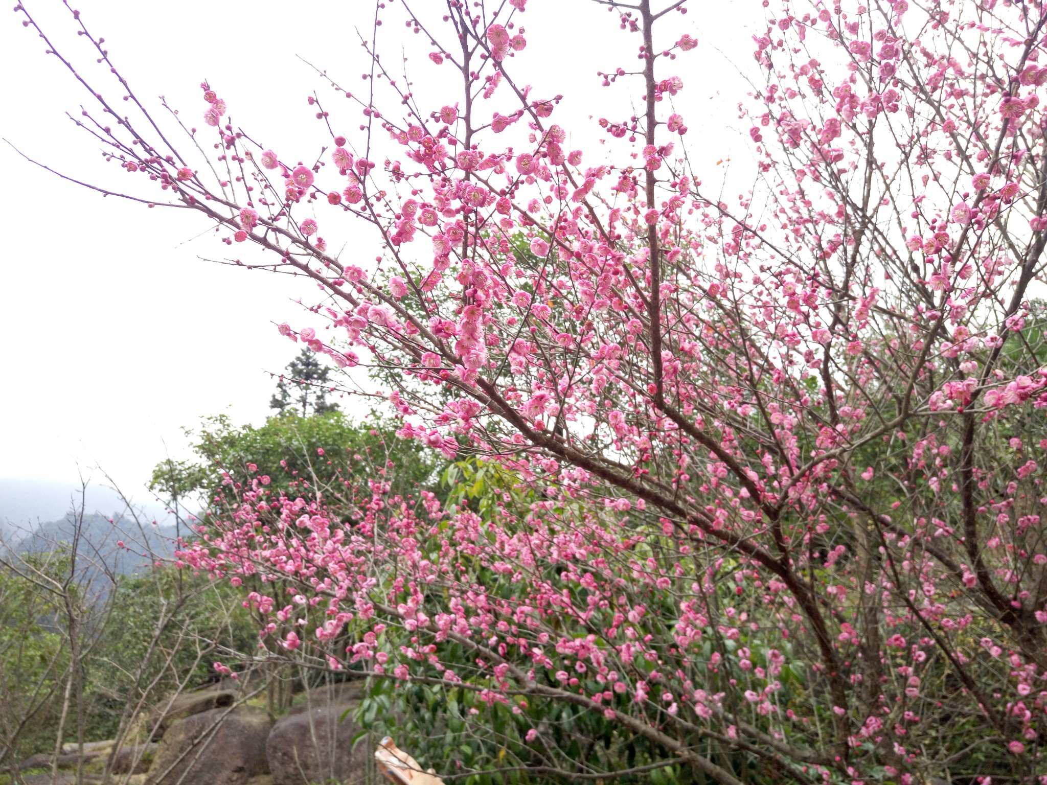 三清山自助遊攻略