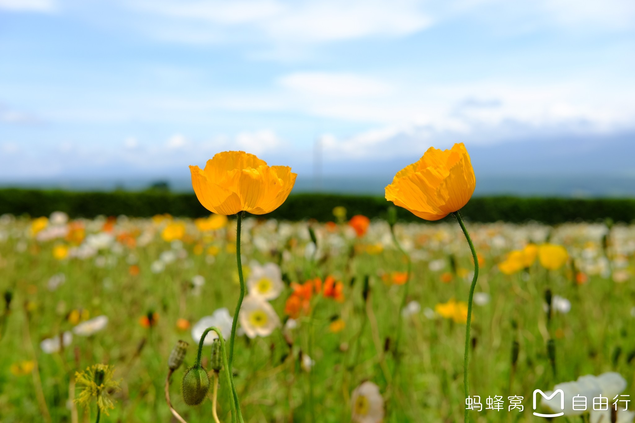 北海道自助遊攻略