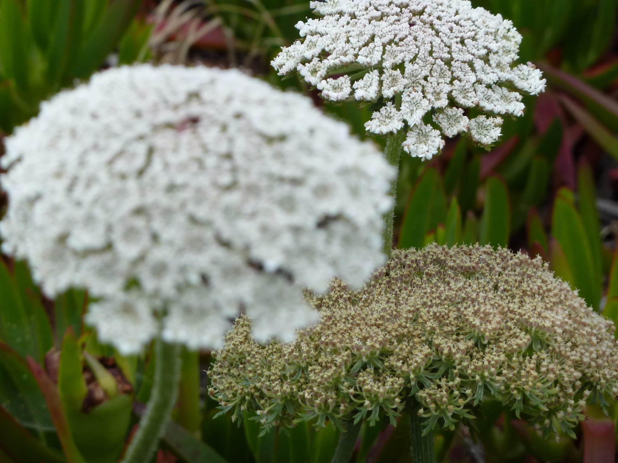罗卡角 辛特拉 里斯本一日游 马蜂窝