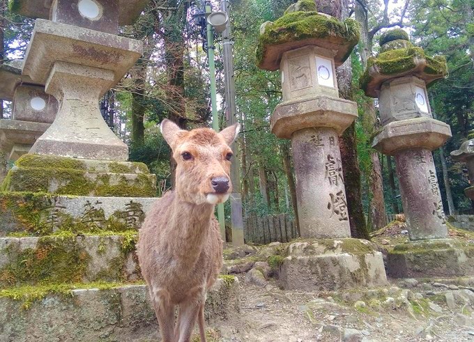 京都自助遊攻略