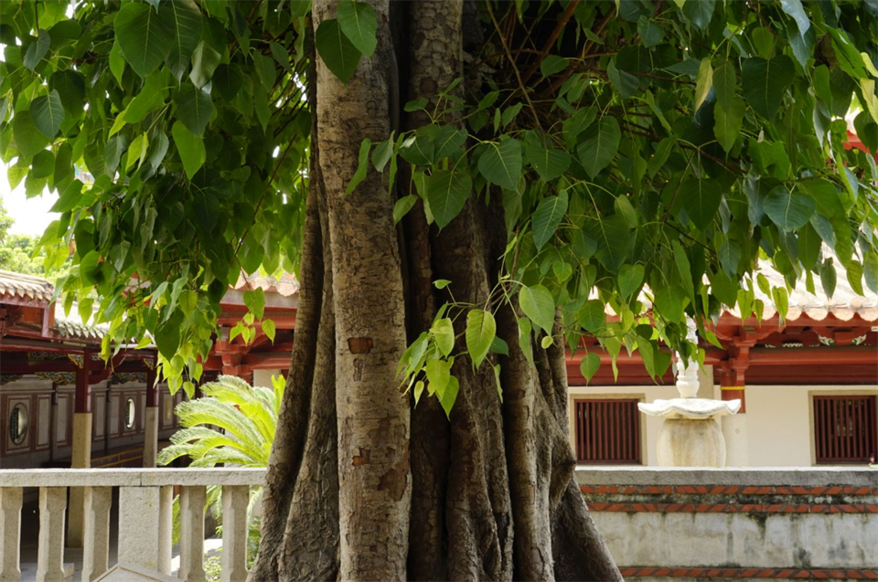 塔尔寺菩提树图片