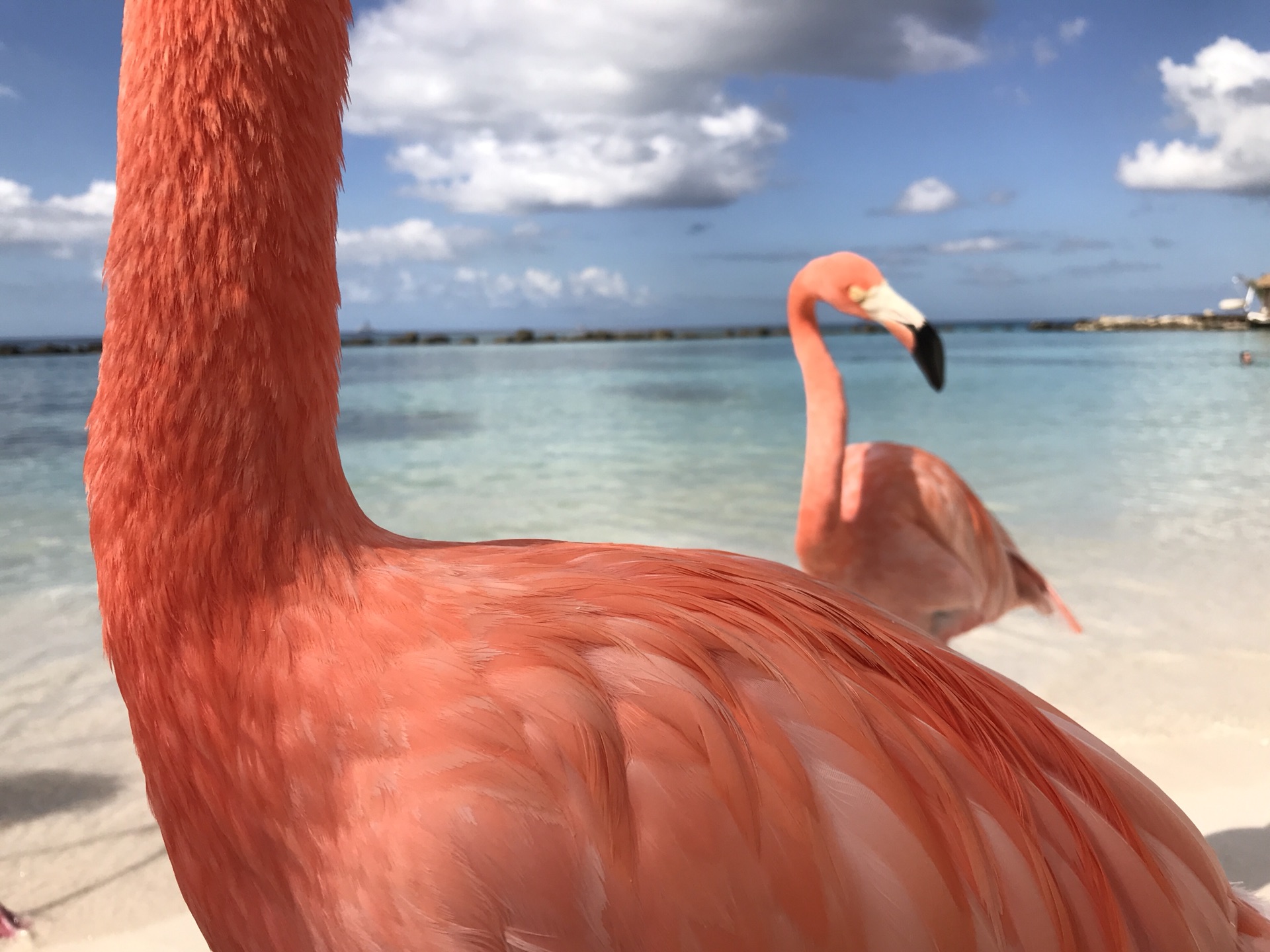 加勒比海阿鲁巴岛火烈鸟之旅