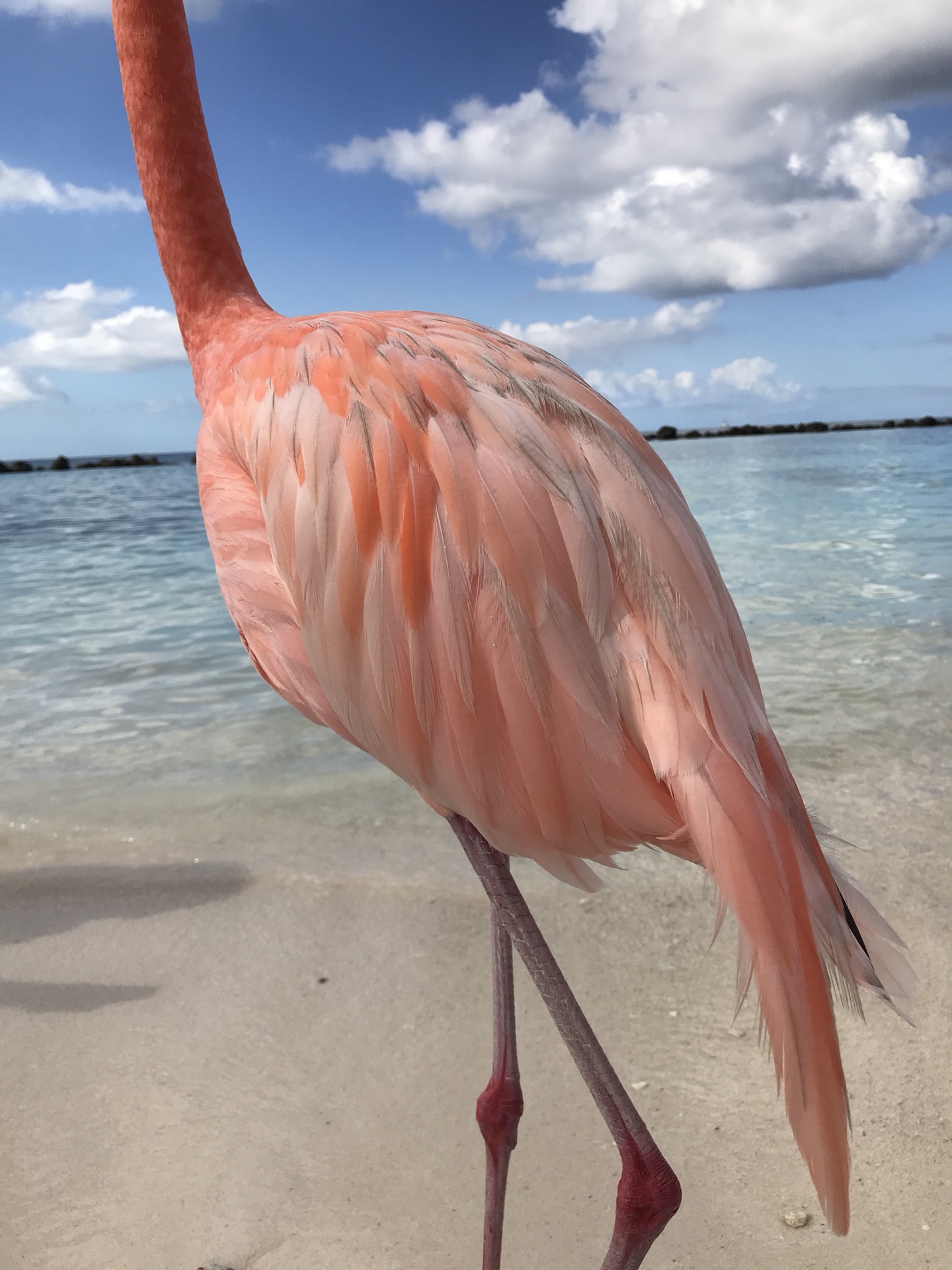 加勒比海阿鲁巴岛火烈鸟之旅