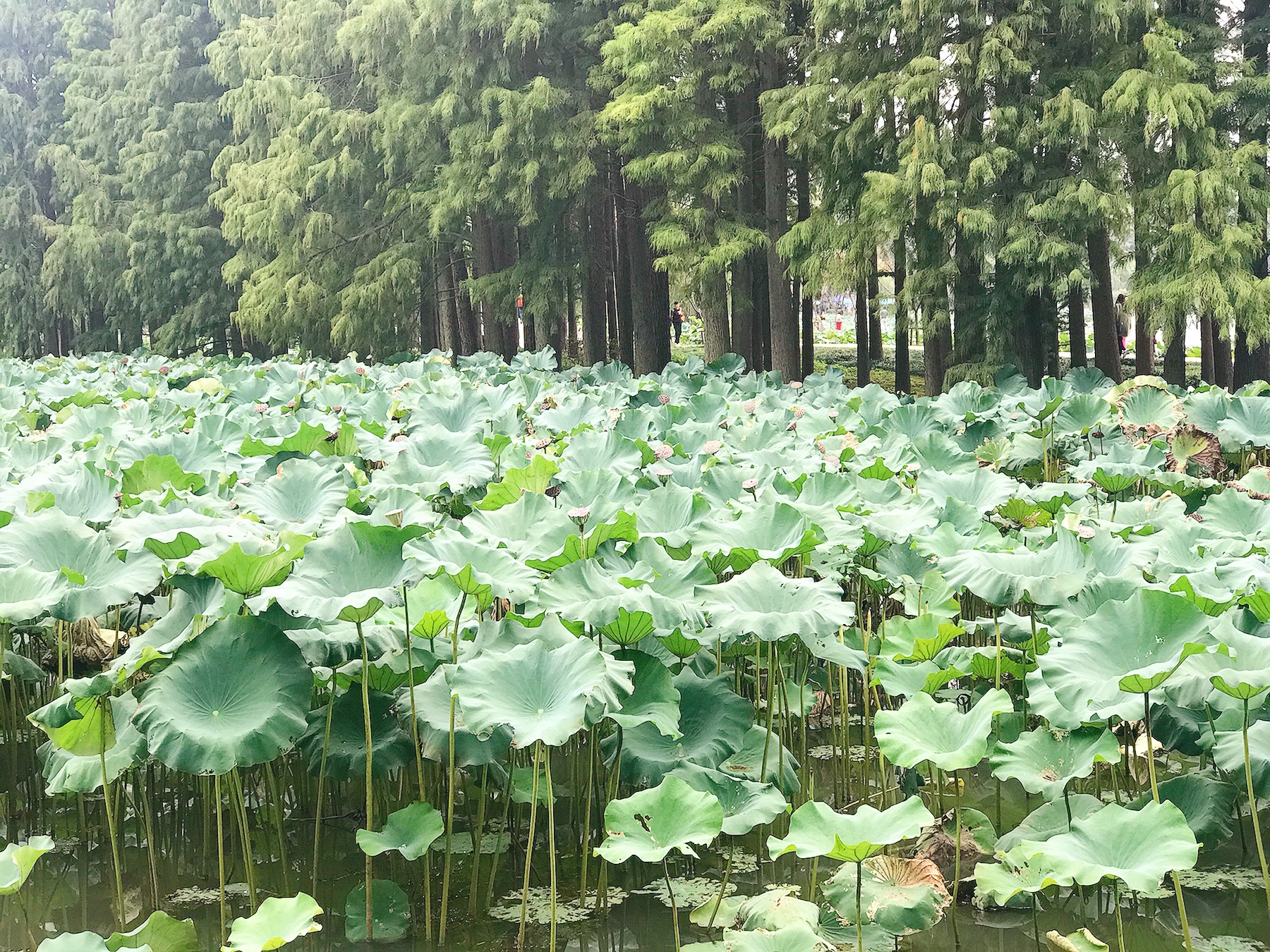 無錫自助遊攻略