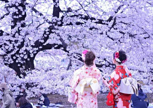 日本樱花季第一弹 
