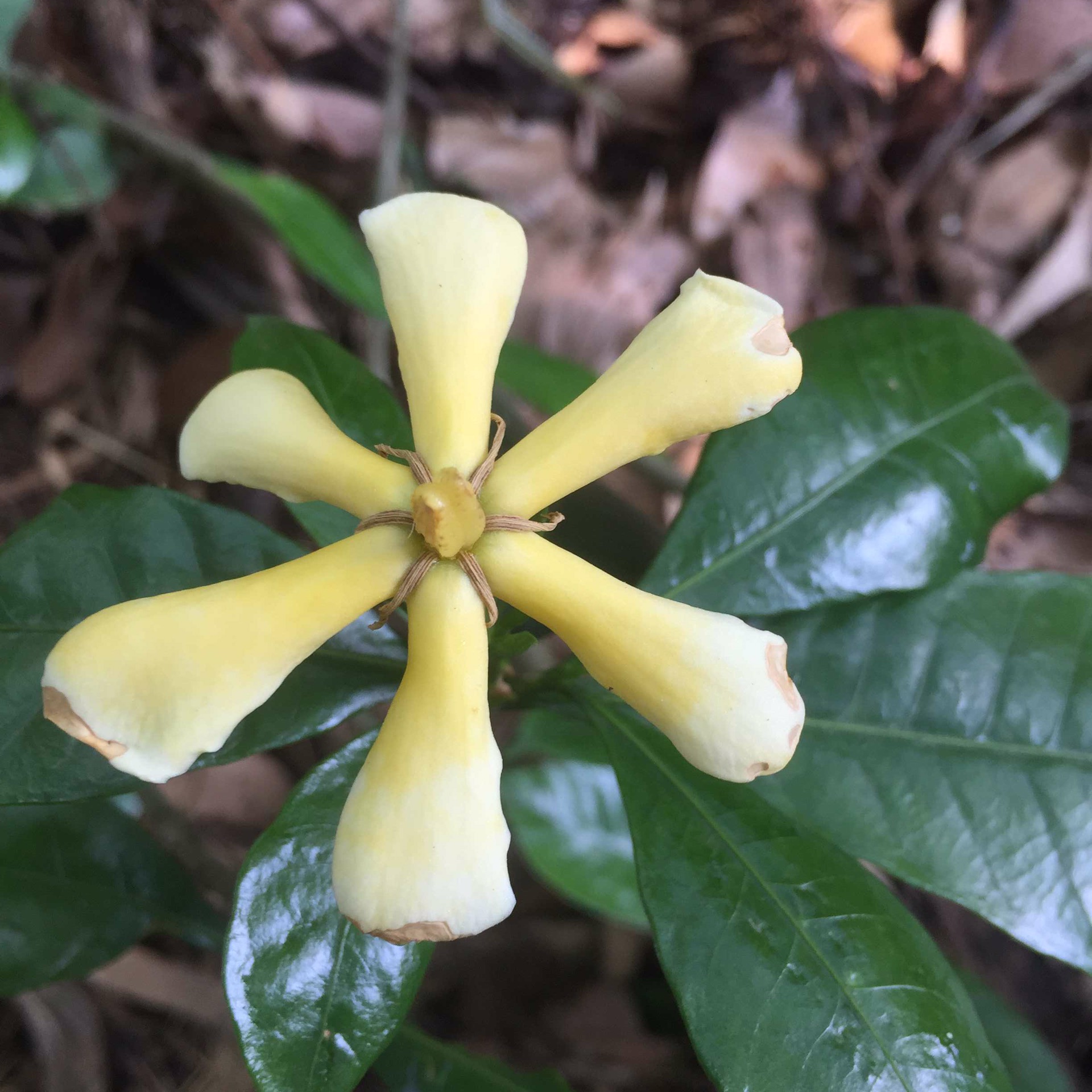 2017端午节寻乌县仙人桥