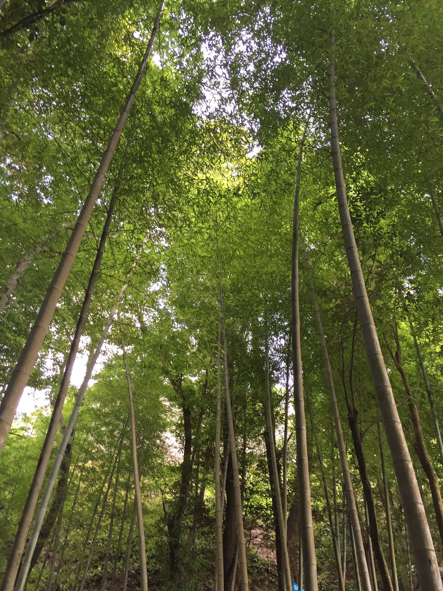 2017端午节寻乌县仙人桥