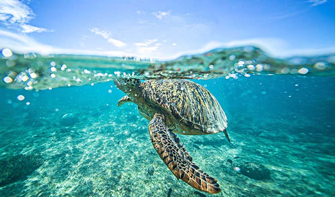 潜水必看杜马盖地潜店大解析附精华行程推荐