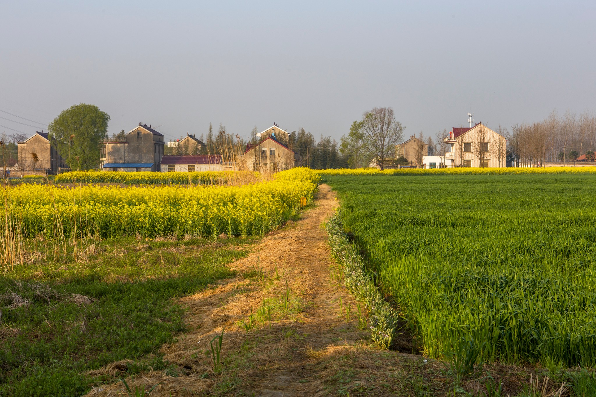 回复游记:中春阳和花争艳5-小镇春摄(南通如皋市吴窑镇行记)