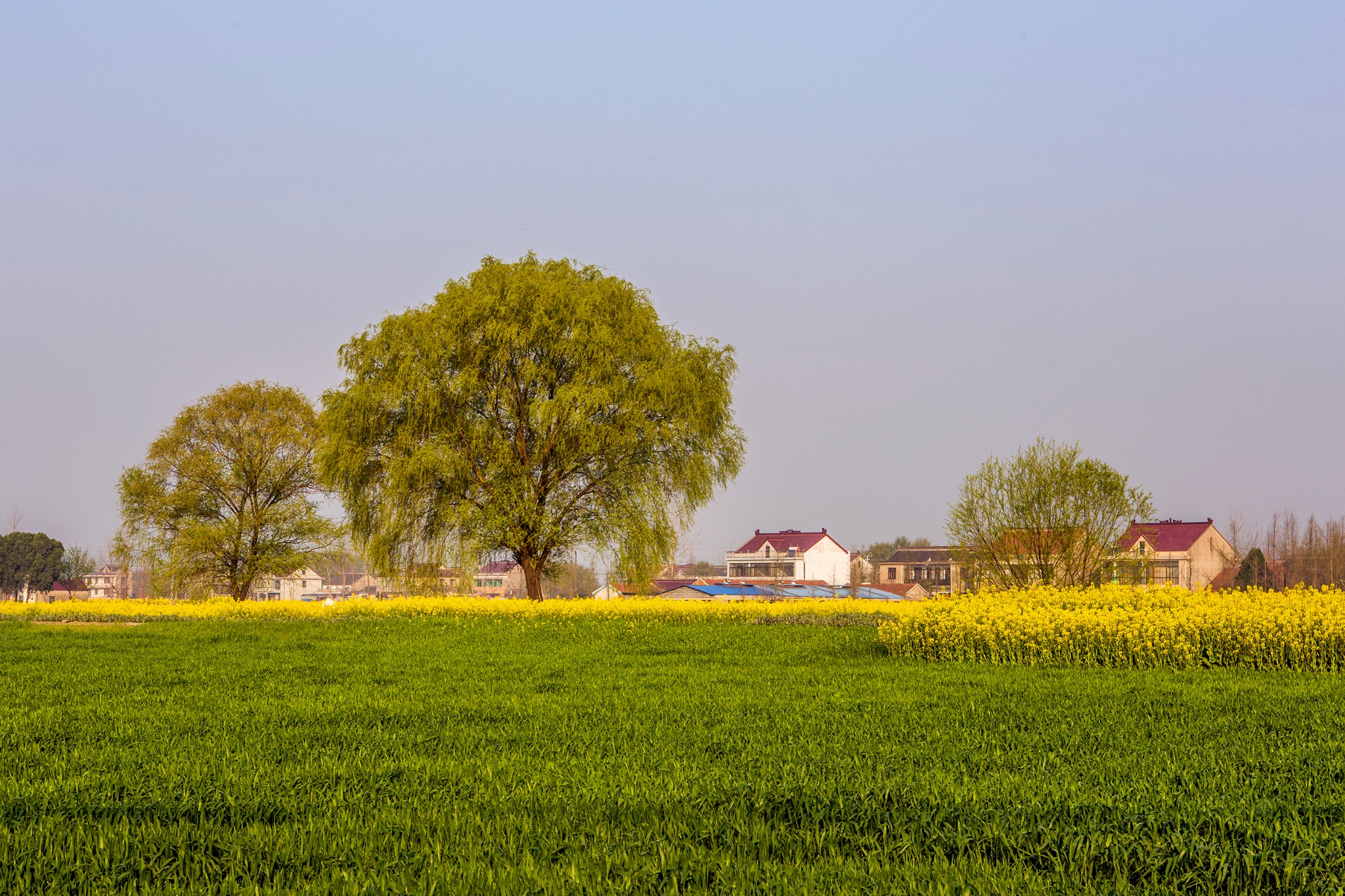 回复游记:中春阳和花争艳5-小镇春摄(南通如皋市吴窑镇行记)