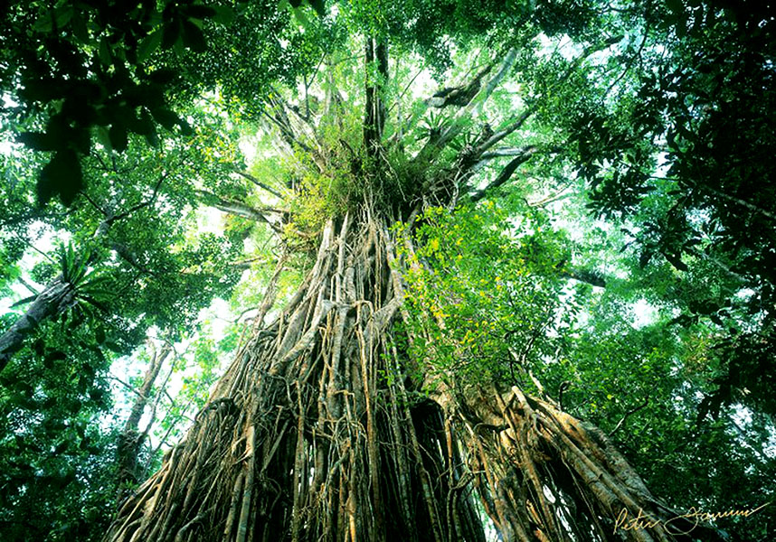      云嘎布拉镇上的巨帘无花果树