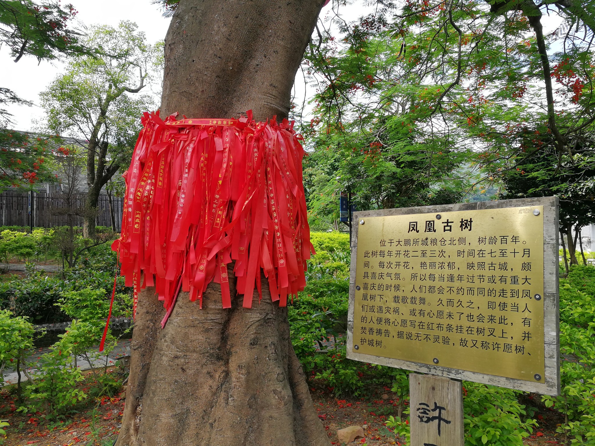 鹏城最美海滩杨梅坑,大鹏古城,较场尾一日游