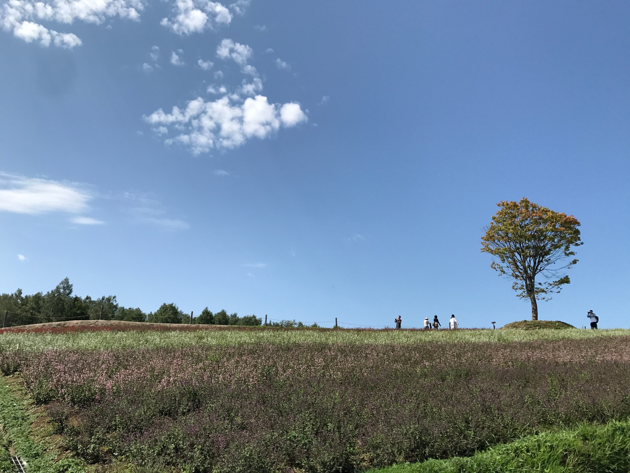 北海道自助遊攻略