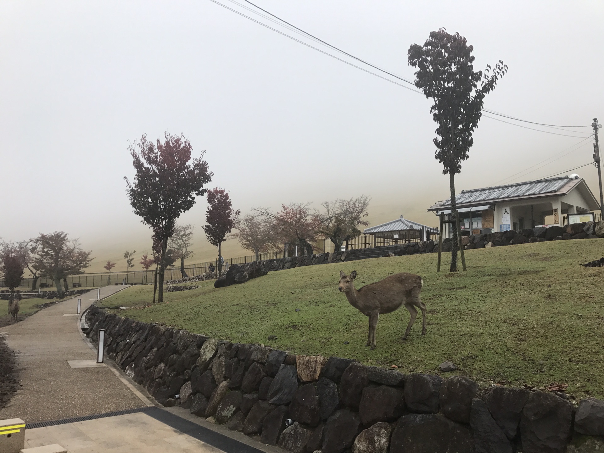 京都自助遊攻略