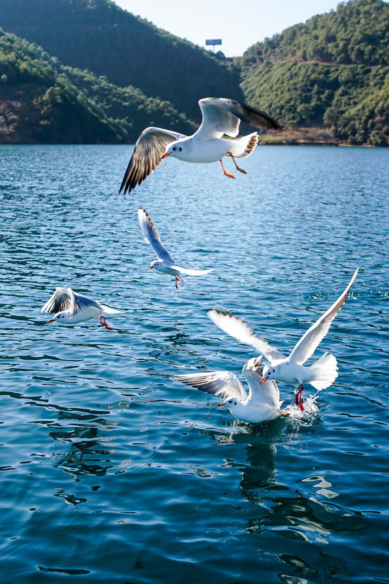 《亲爱的客栈》播了那么久,你还不去泸沽湖么?