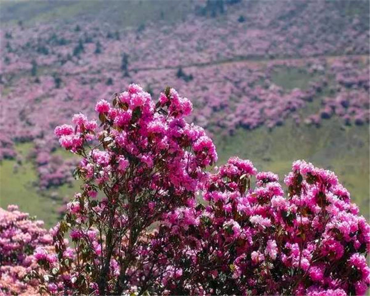 西昌也有高山杜鵑花,成都到西昌螺髻山賞花自駕遊攻略