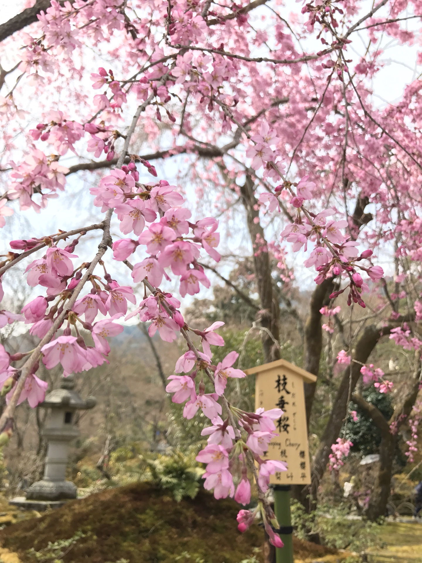 京都自助遊攻略