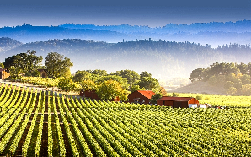 旧金山纳帕谷热气球日出之旅(含葡萄酒 美式早午餐 1小时空中飞行)