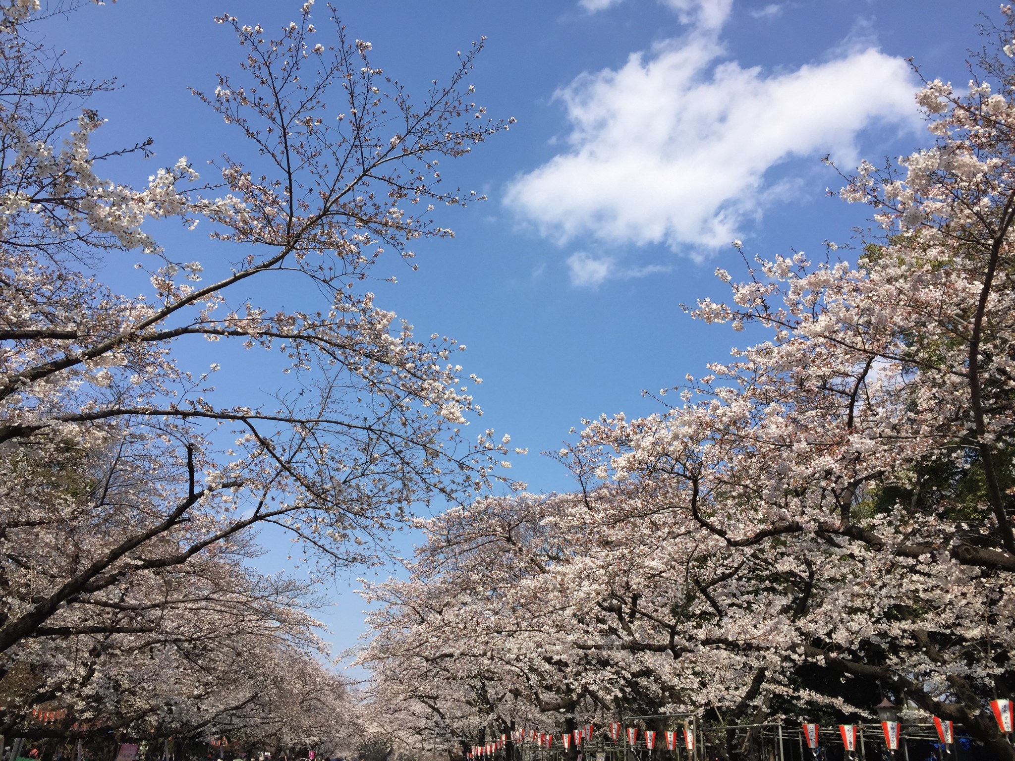 東京自助遊攻略