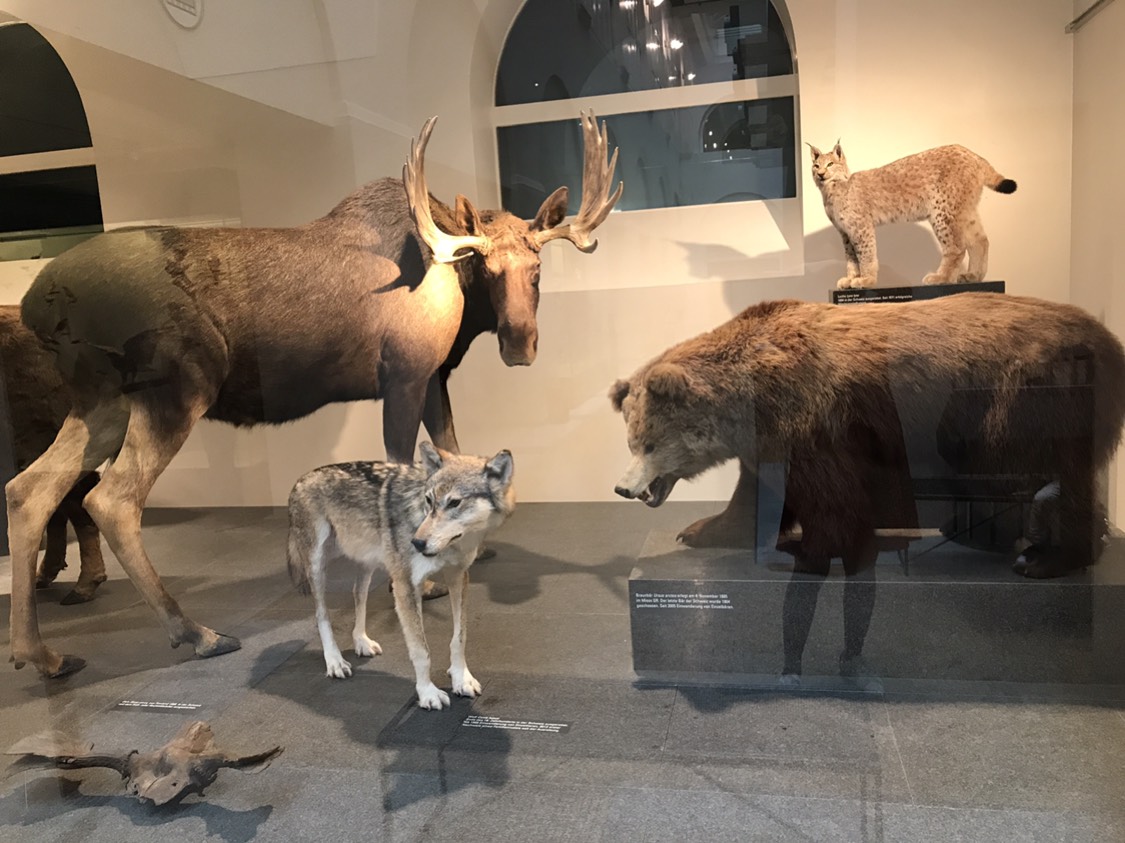 苏黎世大学动物学博物馆