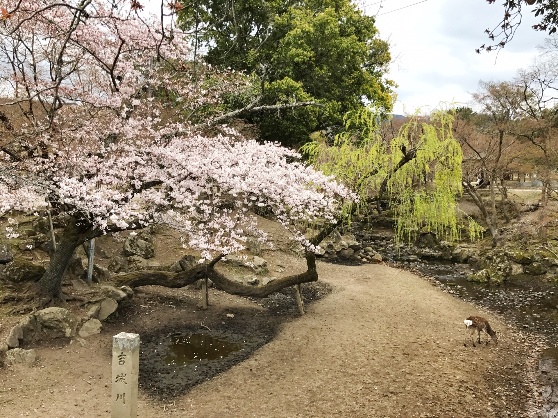 京都自助遊攻略