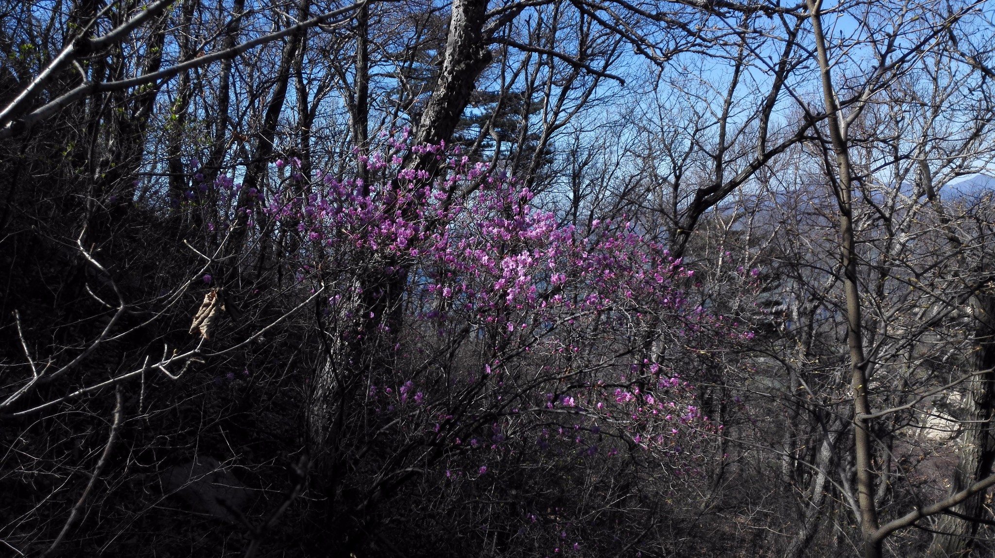 蒙山杜鹃花图片