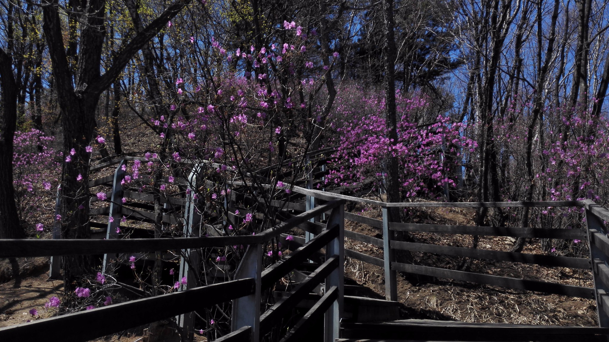 蒙山杜鹃花图片