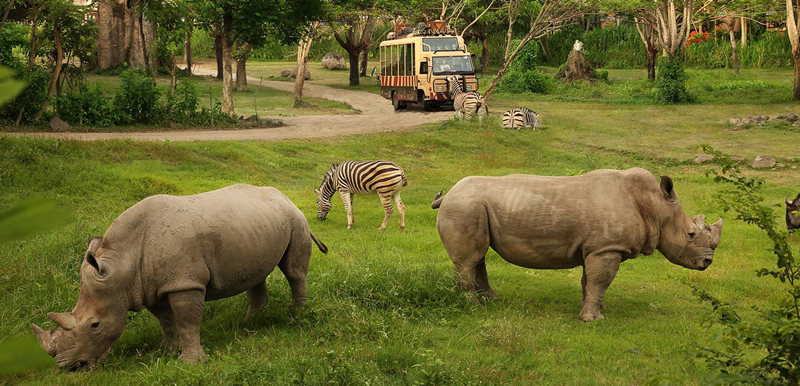 巴厘岛野生动物园门票 骑大象 狮子餐厅bali safari marine park