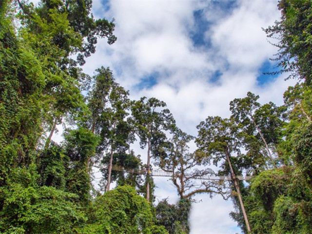 私家定制团/云南西双版纳-野象谷-原始森林公园-望天树5日包团定制游