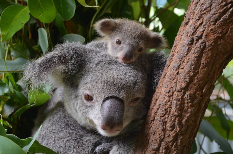 呆萌的考拉(图片源于网络)