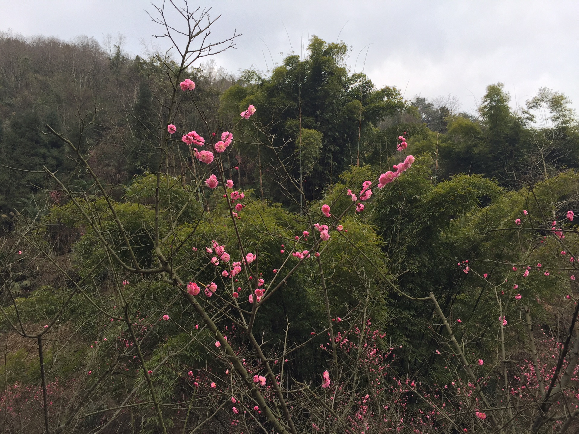 香雪成海·成都·彭州丹景山·梅谷