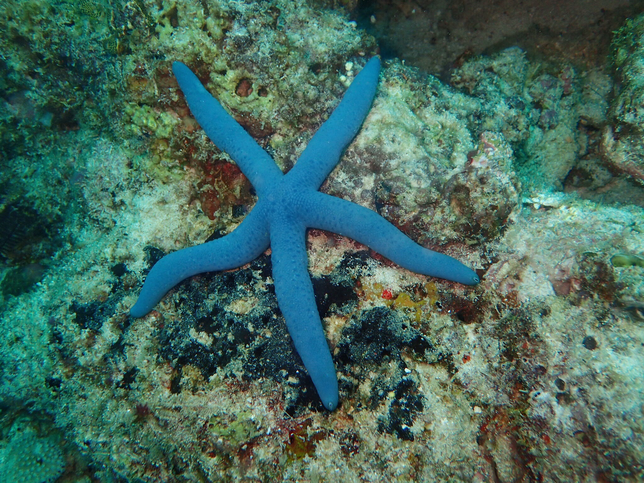  魚類識別:藍海星