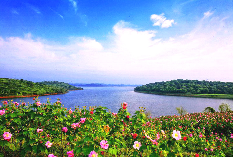 松山湖环湖骑行 梦幻百花洲赏花休闲摄影1日游(湖光山色/生态风情)
