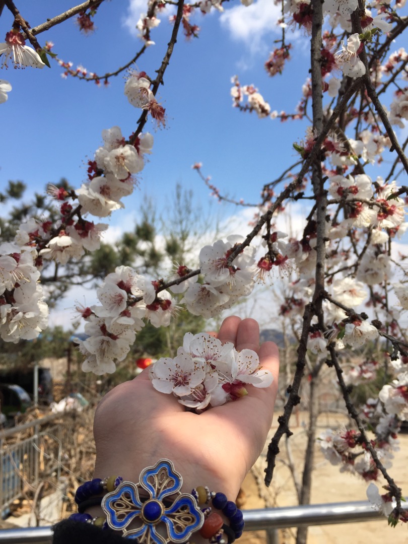 蜂评 掌平洼村 蜂评 峙山 蜂评 礤石峪 蜂评 清音公园 蜂评 楼德